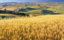 temperate grassland wheat fields benefits